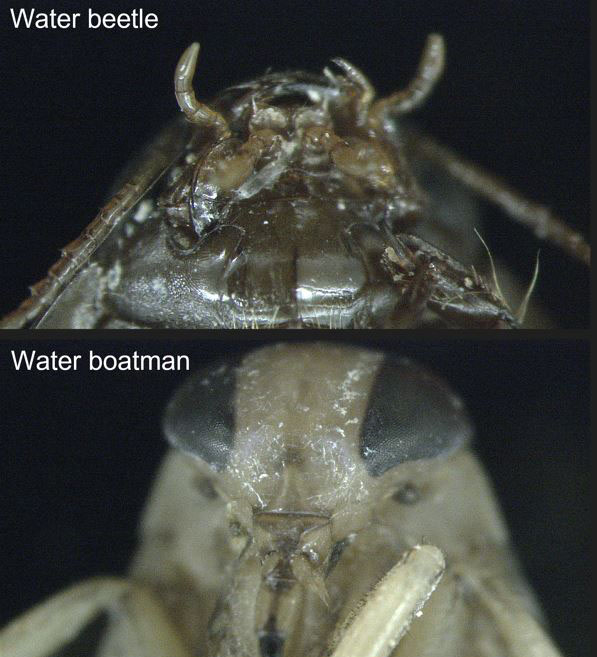 Water beetle and water boatman